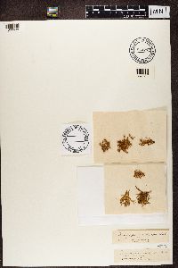 Ramalina pollinaria image