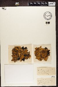 Platismatia glauca image