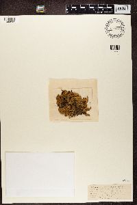 Peltigera canina image