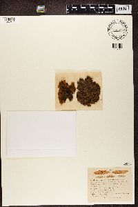 Solorina crocea image