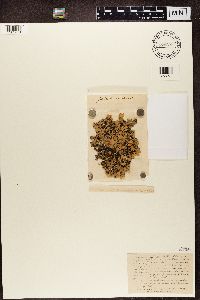 Parmotrema reticulatum image