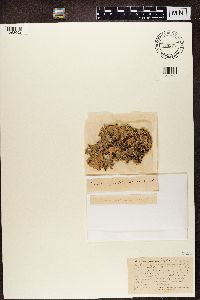 Parmotrema reticulatum image