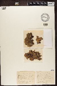 Hypogymnia physodes image