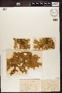 Lobaria pulmonaria image
