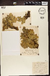 Lobaria scrobiculata image