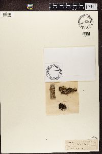 Phaeophyscia orbicularis image