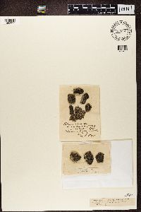 Phaeophyscia orbicularis image