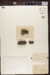 Diploschistes ocellatus image