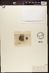 Thumbnail image of current specimen