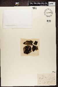 Collema flaccidum image