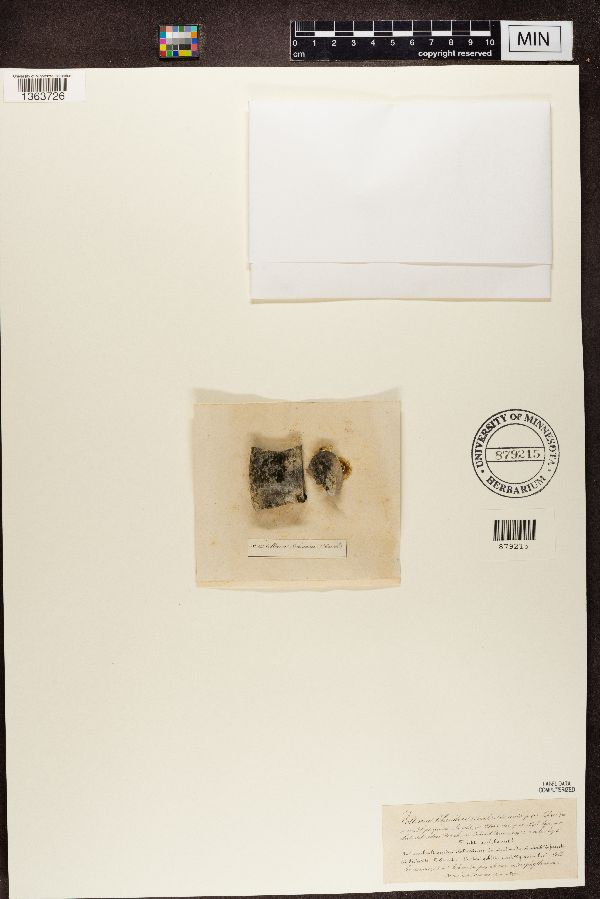 Leptogium schraderi image