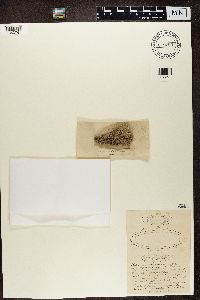 Thumbnail image of current specimen