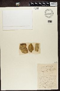 Pertusaria leioplaca image