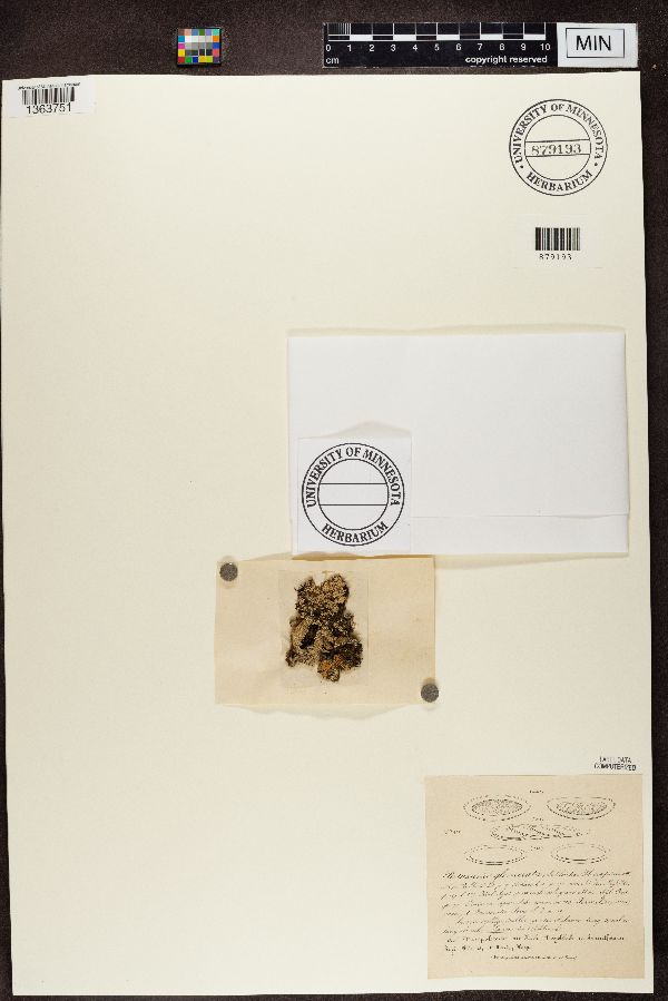 Pertusaria glomerata image