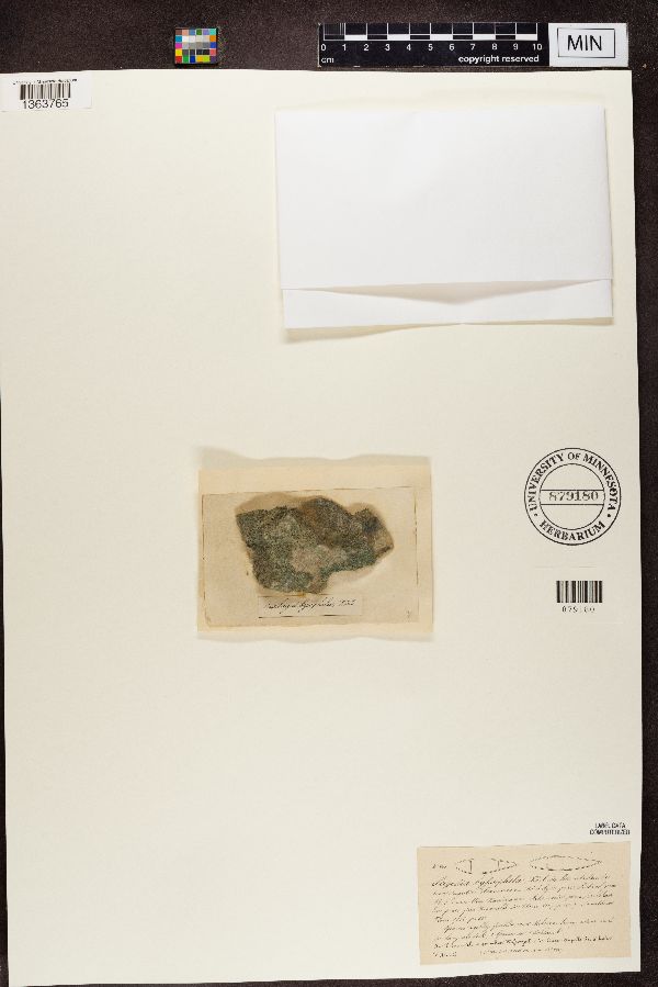 Sagedia byssophila image