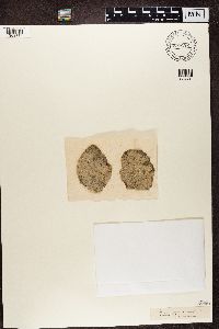 Phlyctis agelaea image