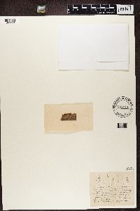 Leptorhaphis tremulae image