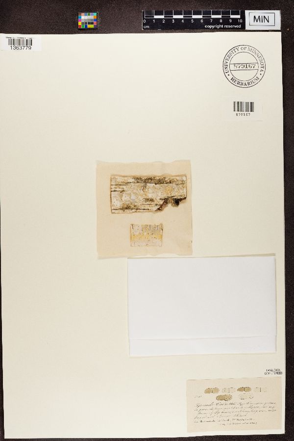 Mycomicrothelia wallrothii image