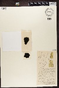 Ephebe pubescens image