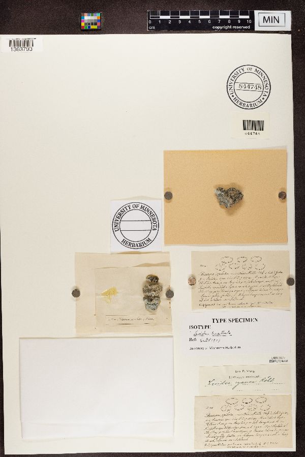 Biatora spilota image