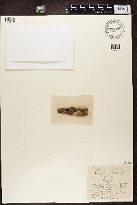 Biatora sanguinaria image