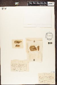 Trapeliopsis viridescens image