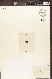 thumbnail image of current specimen