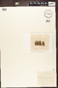 Cliostomum griffithii image