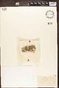 Thumbnail image of current specimen