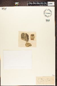 Amandinea punctata image