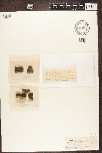 Rhizocarpon petraeum image