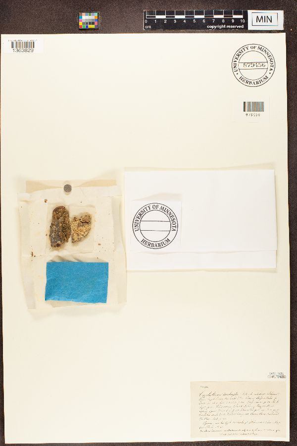 Chaenotheca trichialis image