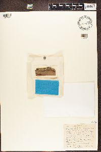 Chaenotheca stemonea image