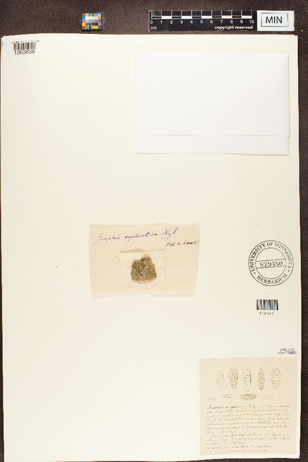 Graphis anguina image