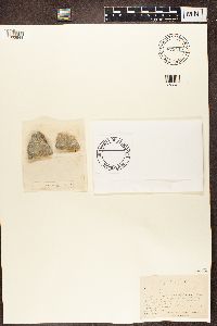 Lecanora epanora image