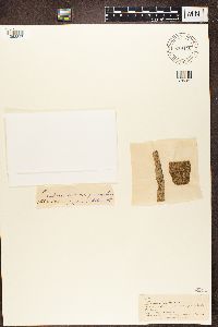 Lecanora allophana image