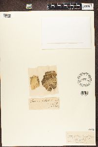 Thumbnail image of current specimen