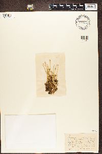 Cladonia gracilis image