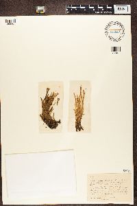 Cladonia gracilis image