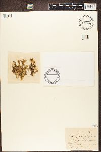 Cladonia turgida image