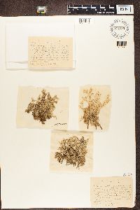 Media resource of Cladonia rangiferina