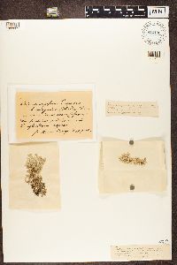 Image Associated With the Occurrence