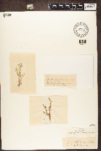 Cladonia rangiferina image
