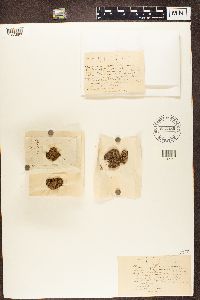 Pycnothelia papillaria image