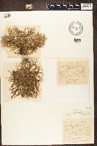 Evernia furfuracea image