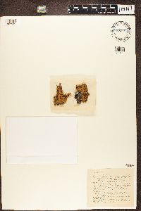 Image Associated With the Occurrence