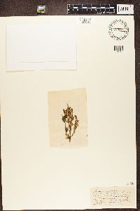 Nephroma resupinatum image