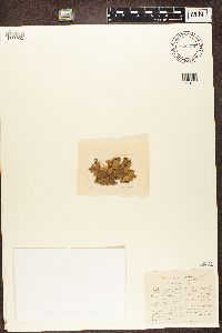 Peltigera polydactyla image