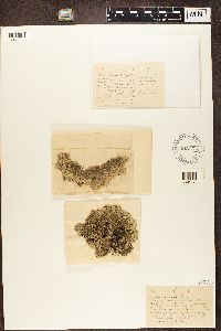 Arctoparmelia centrifuga image