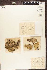 Imbricaria caperata image